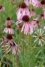 Echinacea pallida - Blasser Sonnehut