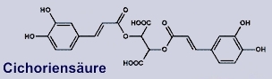 Cichoriensäure in Echinacea purpurea