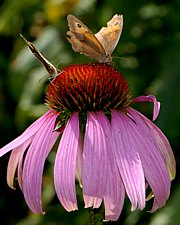 Blühendes Echinacea
