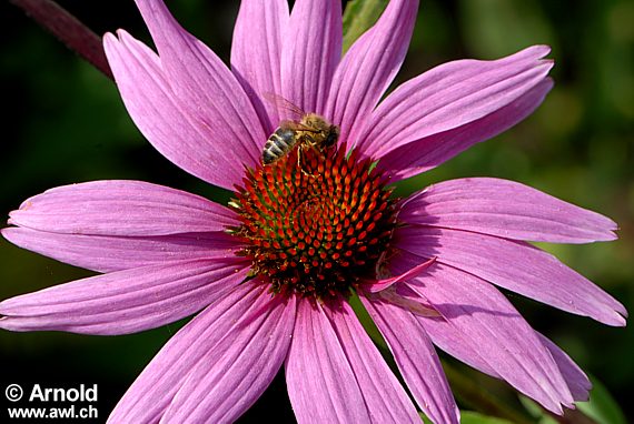 Einzelne Blüte von Echinacea purpurea (Purpurfarbener oder Roter Sonnenhut)