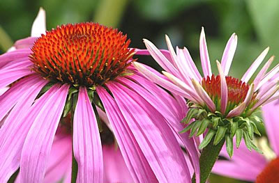 Echinacea purpurea oder Roter Sonnenhut