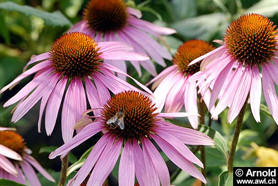 Echinacea purpurea - Roter Sonnenhut