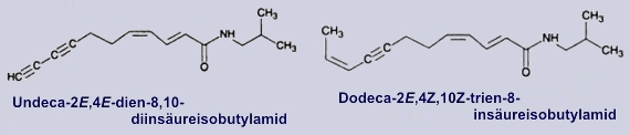 Isobutylamide in Echinacea purpurea