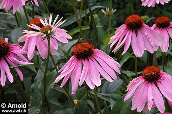 Roter Sonnenhut (Echinacea purpurea)