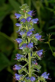 Echium vulgare - Natternkopf