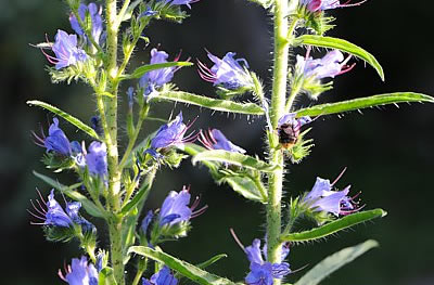 Gewöhlicher Natternkopf (Echium vulgare)