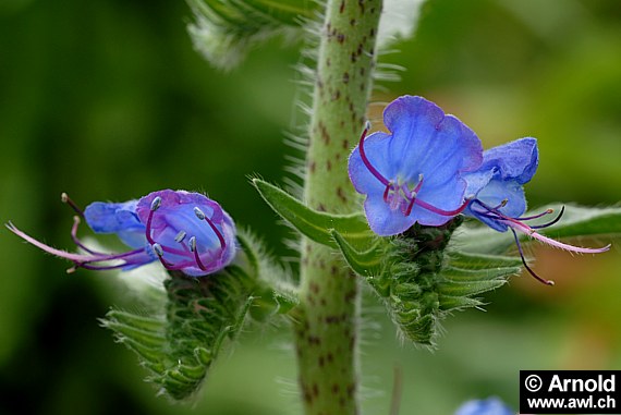 Echium vulgare - Natternkopf