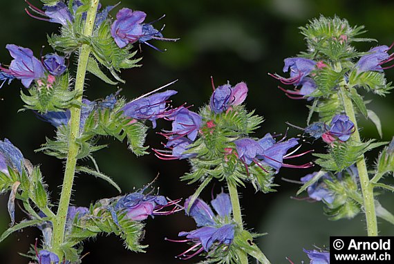 Echium vulgare - Natternkopf