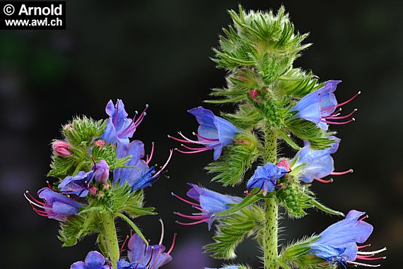 Natternkopf (Echium vulgare)