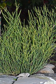 Ephedra distachya subsp. helvetica