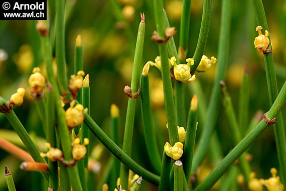 Ephedra distachya subsp. helvetica