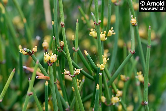 Ephedra