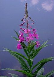 Epilobium ang. - Bild 1