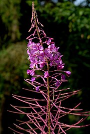 Epilobium ang. - Bild 2