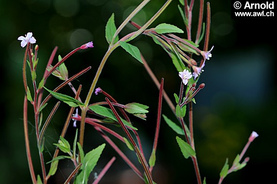 Kleinblütiges Weidenröschen (Epilobium parviflorum)