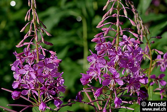 Schmalblättriges Weidenröschen (Epilobium angustifolium)