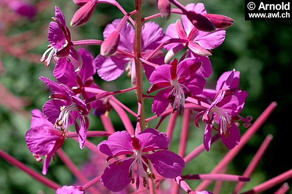 Epilobium - Weidenröschen