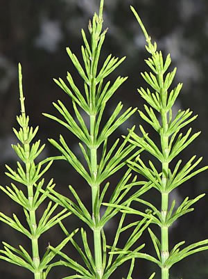 Schachtelhalm (Equisetum arvense) - Habitus der Pflanze