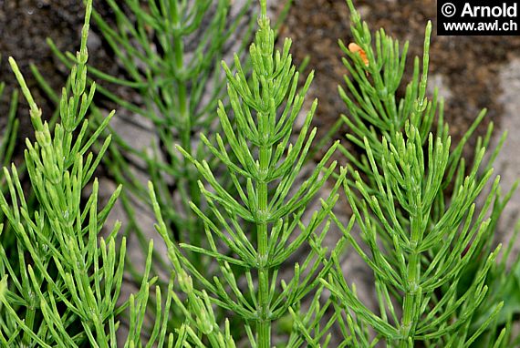 Schachtelhalm, Ackerschachtelhalm (Equisetum arvense)