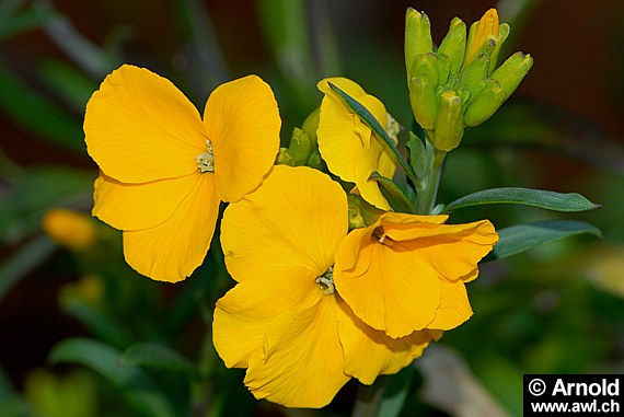 Goldlackpflanze (Erysimum cheiri)