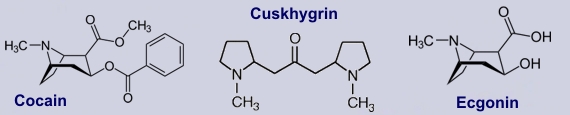 Cocain - Inhaltsstoffe Kokastrauch