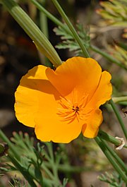 Kalifornischer Mohn - Eschscholzia californica