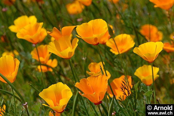 Goldmohn (Eschscholzia californica)