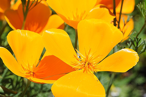 Blüte vom kalifornischen Mohn