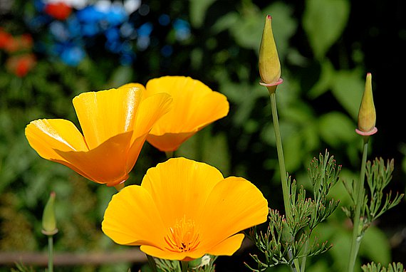 Kalifornischer Mohn - Pflanze mit Blüten