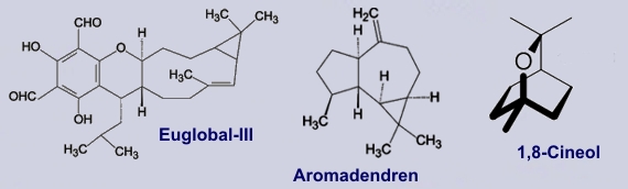 Inhaltsstoffe des Eukalyptus
