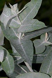 Eucalyptus globulus - Eukalyptus