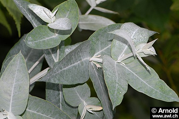 Eucalyptus globulus - Eukalyptus