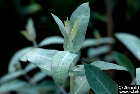 Eukalyptus-Blätter 