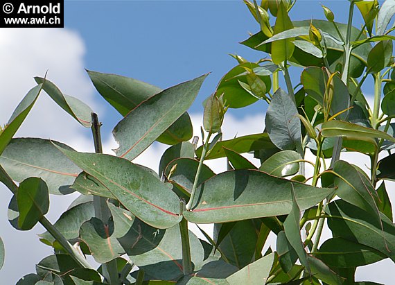 Eukalyptus - Eucalyptus globulus