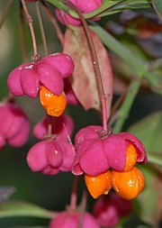 Euonymus europaea - Europäisches Pfaffenhütchen