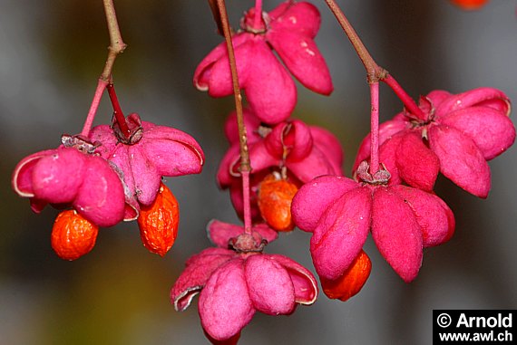 Euonymus europaea - Europäisches Pfaffenhütchen