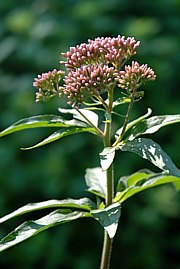 Eupatorium cannabinum, Wasserdost mit rosafarbenen Blüten