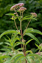Wasserdost, Eupatorium cannabinum, Blütenstand mit Insektenbesuch