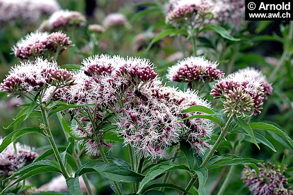 Eupatorium cannabinum, blühender Wasserdost mit dichtem Blütenstand