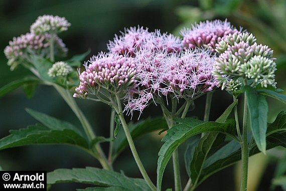 Wasserdost, Eupatorium cannabinum, mit zahlreichen kleinen Röhrenblüten