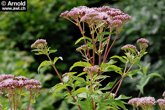 Wasserhanf, Eupatorium cannabinum, mit hanfähnlich geteilten Blättern