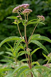 Eupatorium cannabinum - Wasserdost