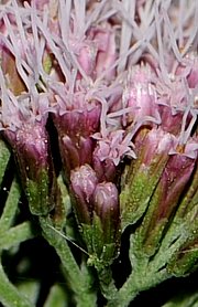 Eupatorium cannabinum - Wasserdost