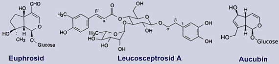 Inhaltsstoffe des Augentrostes