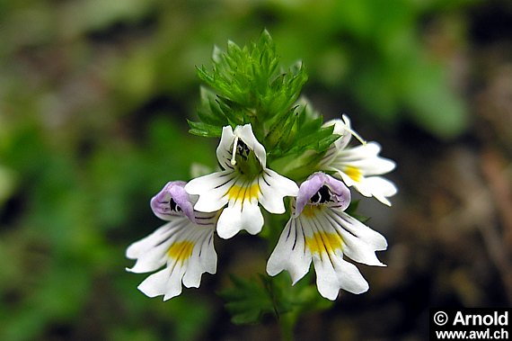 Augentrost (Euphrasia officinalis)