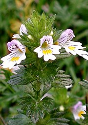 Echter Augentrost - Euphrasia officinalis