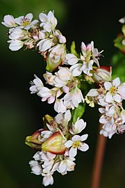 Buchweizen - Fagopyrum esculentum 