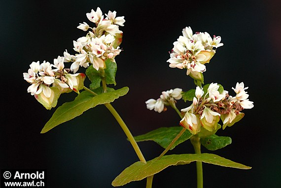 Buchweizen (Fagopyrum esculentum)