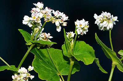 Buchweizen - Pflanzen mit Blüten