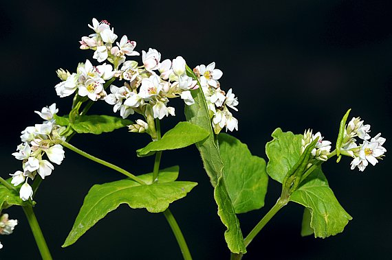 Echter Buchweizen - Fagopyrum esculentum 